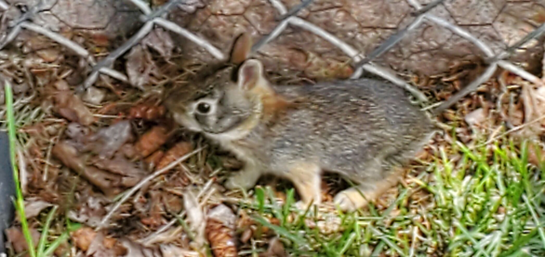 Bunny meets world